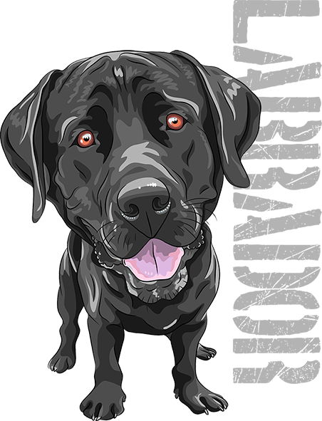 Black Labrador - Ladies Slim Fit Tee - Graphic Tees Australia