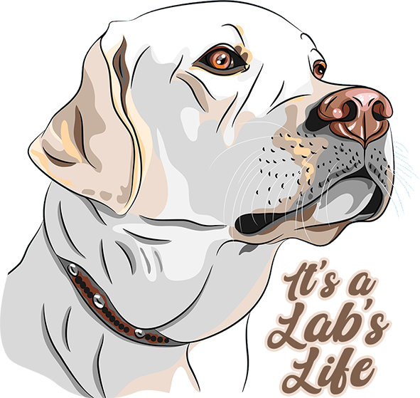 It's A Lab's Life - Ladies Slim Fit Tee - Graphic Tees Australia